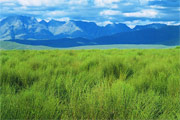 Rooibos Enviro