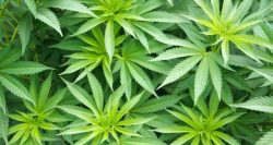 Marijuana